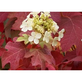   Tölgylevelű hortenzia 'Burgundy' fajta - Hydrangea quercifolia 'Burgundy'