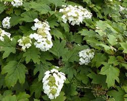 Tölgylevelű hortenzia 'Burgundy' fajta - Hydrangea quercifolia 'Burgundy'