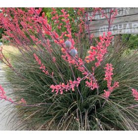 Vörös virágú áljukka - Hesperaloe parviflora