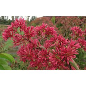   Hétfiúvirágcserje - Heptacodium miconioides 'Temple of Bloom'
