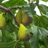 Dalmát füge - Ficus carica 'Dalmatie'