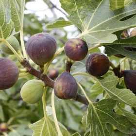 Jégfüge  - Ficus carica 'Ice Crystal'