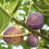 Füge - Ficus carica 'Violette Dauphine'