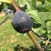 Füge - Ficus carica 'Violette Dauphine'