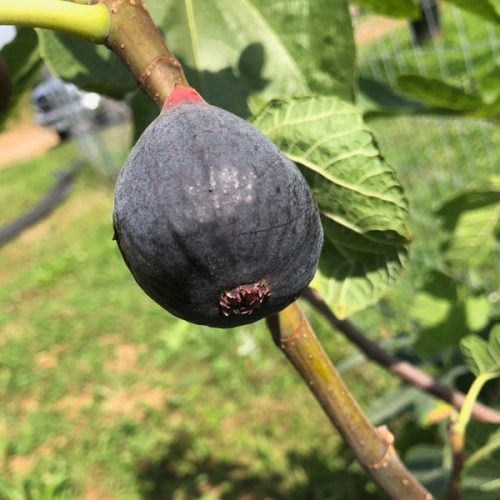 Füge - Ficus carica 'Violette Dauphine'