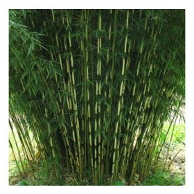   Ernyőbambusz 'Formidable' fajta - Fargesia robusta 'Formidable'