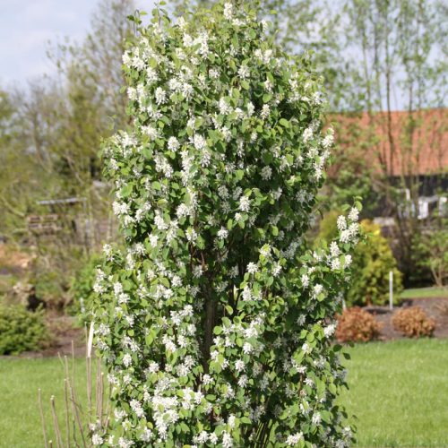 Kanadai fanyarka - Amelanchier canadensis 'Rainbow Pillar'