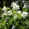 Szirti fanyarka - Amelanchier rotundifolia