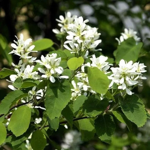 Szirti fanyarka - Amelanchier rotundifolia