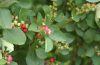 Szirti fanyarka - Amelanchier rotundifolia