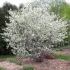 Amelanchier_Prince_William_2
