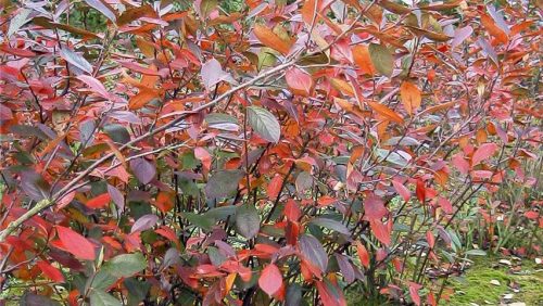 Fanyarka - Amelanchier x grandiflora 'Princess Diana'