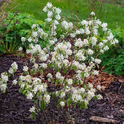 Égerlevelű fanyarka - Amelanchier alnifolia 'Sleyt'