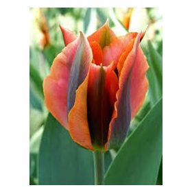 Artist tulipán - 7 db/csomag