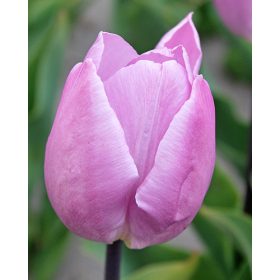 Candy Prince tulipán - 7 db/csomag