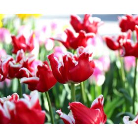Elegant Crown tulipán - 6 db/csomag