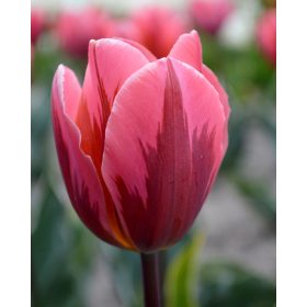 Pretty Princess tulipán - 5 db/csomag