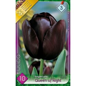 Queen of Night tulipán - 7 db/csomag