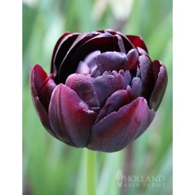 Black Hero tulipán - 5 db/csomag