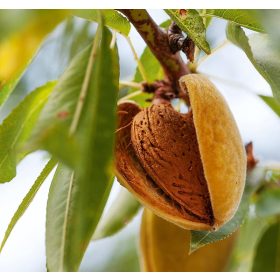 Tétényi bőtermő mandula - szabadgyökeres