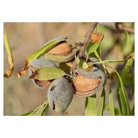 Tétényi rekord mandula - szabadgyökeres