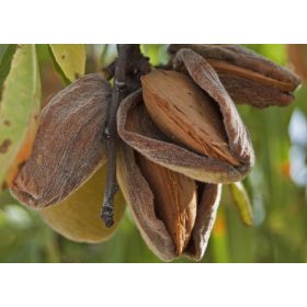 Tétényi kedvenc mandula - szabadgyökeres