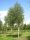Himalájai nyírfa - Betula utilis 'Doorenbos'