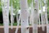 Himalájai nyírfa - Betula utilis 'Doorenbos'