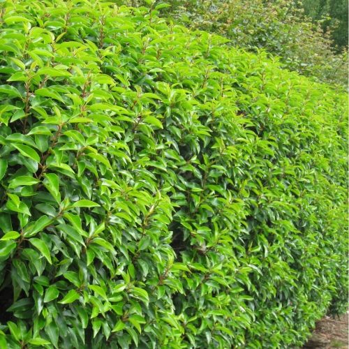 Portugál babérmeggy 'Angustifolia' fajta - Prunus lusitanica 'Angustifolia'