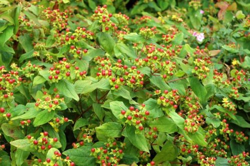 Orbáncfű 'Elstead' fajta - Hypericum x inodorum 'Elstead'