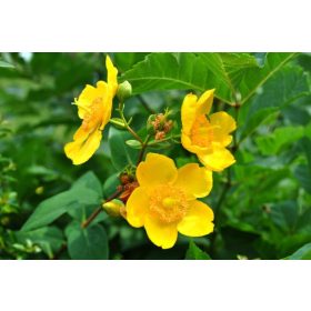   Orbáncfű 'Hidcote' fajta - Hypericum patulum 'Hidcote'