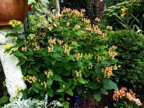Bogyós orbáncfű 'Magical Beauty' fajta - Hypericum x inodorum 'Magical Beauty'