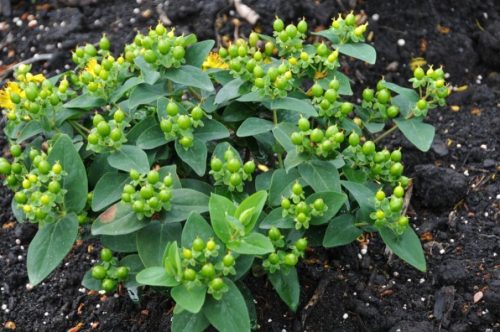 Bogyós orbáncfű 'Magical Green Revival' fajta - Hypericum x inodorum 'Magical Green Revival'