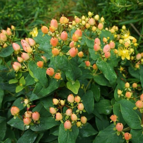 Bogyós orbáncfű 'Magical Innocence' fajta - Hypericum x inodorum 'Magical Innocence'