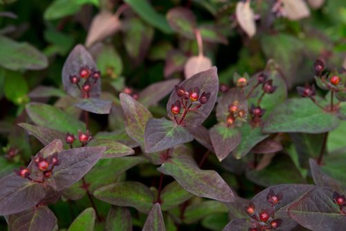 Bogyós orbáncfű 'Magical Lightning' fajta - Hypericum x inodorum 'Magical Lightning'