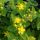 Bogyós orbáncfű 'Magical Sunshine' fajta - Hypericum x inodorum 'Magical Sunshine'