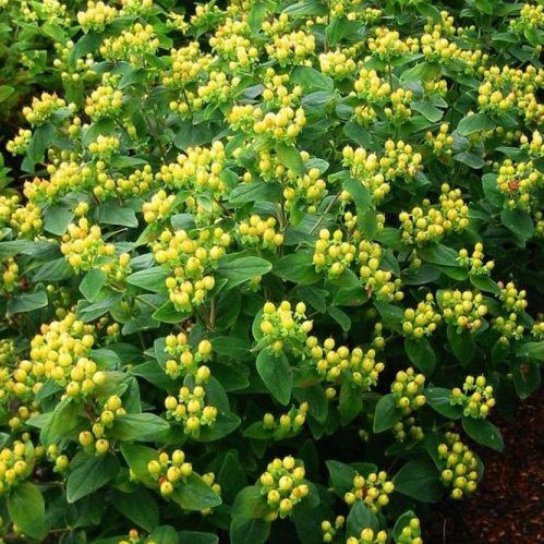 Bogyós orbáncfű 'Magical Sunshine' fajta - Hypericum x inodorum 'Magical Sunshine'