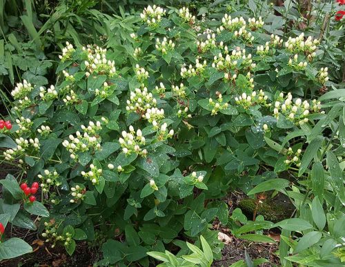 Bogyós orbáncfű 'Magical White' fajta - Hypericum x inodorum 'Magical White'