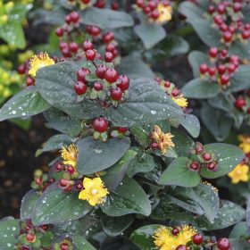   Bogyós orbáncfű   - Hypericum x inodorum 'Magical Universe'