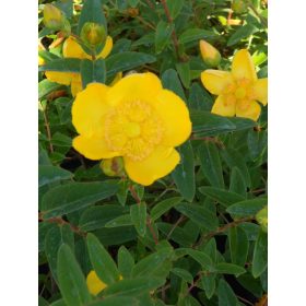 Orbáncfű - Hypericum x moserianum