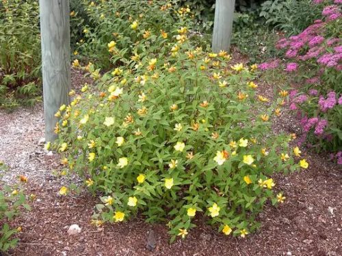 Orbáncfű - Hypericum x moserianum