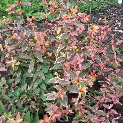 Orbáncfű 'Tricolor' fajta - Hypericum x moserianum 'Tricolor'