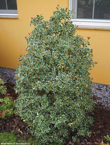 Magyal  - Ilex aquifolium 'Argenteomarginata'