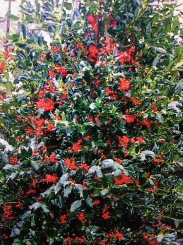 Magyal 'J.C. van Tol' fajta - Ilex aquifolium 'J.C. van Tol'
