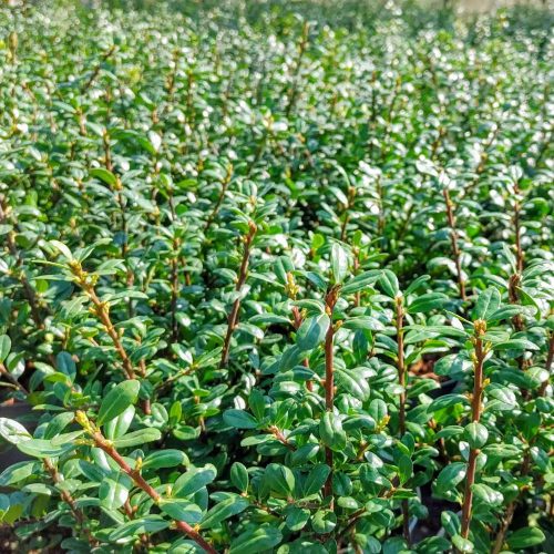 Magyal 'Caroline Upright' fajta - Ilex crenata 'Caroline Upright'