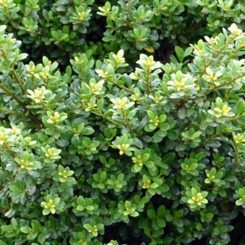 Magyal 'Glorie Dwarf' fajta - Ilex crenata 'Glorie Dwarf'