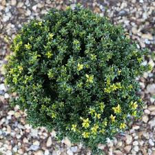 Magyal  - Ilex crenata 'Glory Gem'