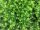 Magyal 'Green Hedge' fajta - Ilex crenata 'Green Hedge'
