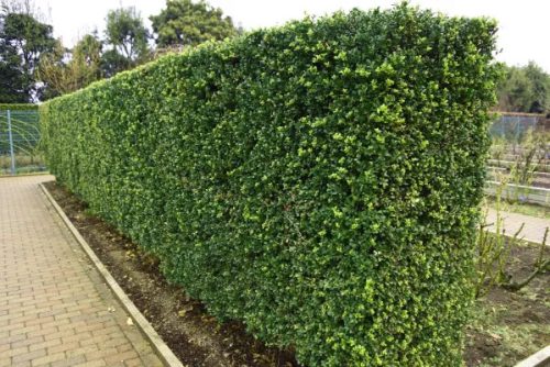 Magyal 'Green Hedge' fajta - Ilex crenata 'Green Hedge'