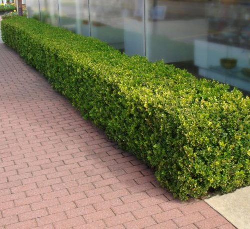 Magyal 'Hetzii' fajta - Ilex crenata 'Hetzii'